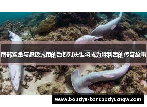 南部鲨鱼与超级城市的激烈对决谁将成为胜利者的传奇故事
